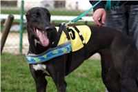 Third_Trial_Racing_2012_Czech_Greyhound_Racing_Federation_DSC07719.JPG