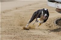 Third_Trial_Racing_2012_Czech_Greyhound_Racing_Federation_DSC07756.JPG