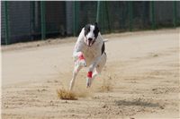 Third_Trial_Racing_2012_Czech_Greyhound_Racing_Federation_DSC07763.JPG