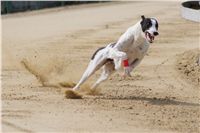 Third_Trial_Racing_2012_Czech_Greyhound_Racing_Federation_DSC07767.JPG