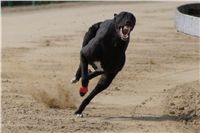 Third_Trial_Racing_2012_Czech_Greyhound_Racing_Federation_DSC07772.JPG