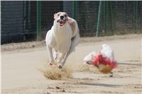 Third_Trial_Racing_2012_Czech_Greyhound_Racing_Federation_DSC07781.jpg