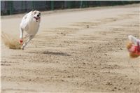 Third_Trial_Racing_2012_Czech_Greyhound_Racing_Federation_DSC07785.JPG