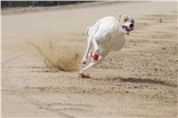 Third_Trial_Racing_2012_Czech_Greyhound_Racing_Federation_DSC07787.JPG