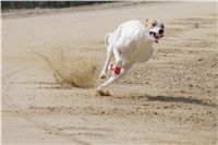 Third_Trial_Racing_2012_Czech_Greyhound_Racing_Federation_DSC07787.JPG