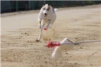 Third_Trial_Racing_2012_Czech_Greyhound_Racing_Federation_DSC07796.JPG