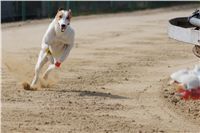 Third_Trial_Racing_2012_Czech_Greyhound_Racing_Federation_DSC07798.JPG