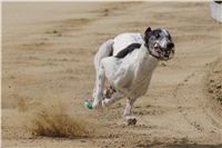 Third_Trial_Racing_2012_Czech_Greyhound_Racing_Federation_vDSC07747.JPG