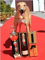 Lemon_Moet_&_Chandon_Czech_Greyhound_Racing_IMG_5024.JPG