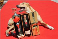 Lemon_Moet_&_Chandon_Czech_Greyhound_Racing_IMG_5071.JPG