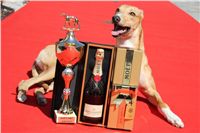 Lemon_Moet_-_Chandon_Czech_Greyhound_Racing_IMG_5074.jpg