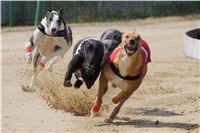 Winner_Lemon_Moet_April_Cup_12_Czech_Greyhound_Racing_Federation_DSC07819.JPG