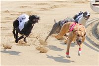 Winner_Lemon_Moet_April_Cup_12_Czech_Greyhound_Racing_Federation_IMG_4438.JPG