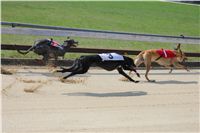 Winner_Lemon_Moet_April_Cup_12_Czech_Greyhound_Racing_Federation_IMG_4440.JPG