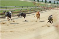 Winner_Lemon_Moet_April_Cup_12_Czech_Greyhound_Racing_Federation_IMG_4441.JPG