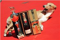 Lemon_Moet_&_Chandon_Czech_Greyhound_Racing_IMG_5068.JPG