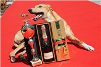 Lemon_Moet_&_Chandon_Czech_Greyhound_Racing_IMG_5071.JPG