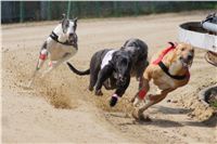 Winner_Lemon_Moet_April_Cup_12_Czech_Greyhound_Racing_Federation_DSC07821.JPG