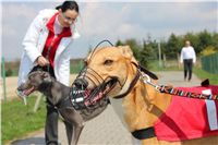 Winner_Lemon_Moet_April_Cup_12_Czech_Greyhound_Racing_Federation_IMG_4408.JPG