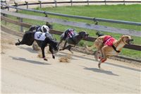 Winner_Lemon_Moet_April_Cup_12_Czech_Greyhound_Racing_Federation_IMG_4439.JPG