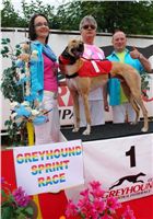 Winner_Lemon_Moet_Czech_Greyhound_Racing_Federation_DSC06887.JPG