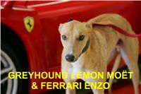 lemon_moet_ferrari_enzo_czech_greyhound_racing_federation_NQ1M7778-R.jpg