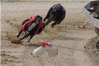 Winner_NewMac_Dior_Czech_Greyhound_Racing_Federation_DSC07882.JPG