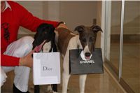 Winner_NewMac_Dior_Czech_Greyhound_Racing_Federation_DSC09170.JPG