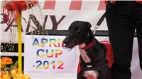 Winner_NewMac_Dior_Czech_Greyhound_Racing_Federation_DSC07863.JPG