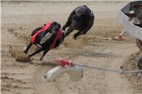 Winner_NewMac_Dior_Czech_Greyhound_Racing_Federation_DSC07882.JPG