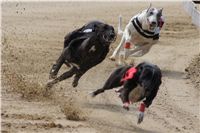 Winner_NewMac_Dior_Czech_Greyhound_Racing_Federation_DSC07885.JPG