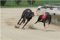 Winner_NewMac_Dior_Czech_Greyhound_Racing_Federation_IMG_4538.JPG