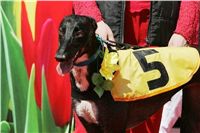 Winner_NewMac_Dior_Czech_Greyhound_Racing_Federation_Nq1m2933.jpg