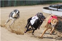 Chti_dostihy_April_Cup_2012_Czech_Greyhound_Racing_Federation_DSC07822.JPG