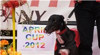Chti_dostihy_April_Cup_2012_Czech_Greyhound_Racing_Federation_DSC07863.JPG