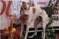 Chti_dostihy_April_Cup_2012_Czech_Greyhound_Racing_Federation_DSC07973.JPG