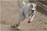 Chti_dostihy_April_Cup_2012_Czech_Greyhound_Racing_Federation_DSC08045.JPG