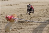 Chti_dostihy_April_Cup_2012_Czech_Greyhound_Racing_Federation_DSC08062.JPG