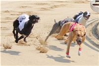 Chti_dostihy_April_Cup_2012_Czech_Greyhound_Racing_Federation_IMG_4438.JPG