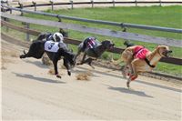 Chti_dostihy_April_Cup_2012_Czech_Greyhound_Racing_Federation_IMG_4439.JPG