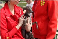 Chti_dostihy_April_Cup_2012_Czech_Greyhound_Racing_Federation_IMG_4669.JPG