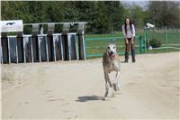 Chti_dostihy_April_Cup_2012_Czech_Greyhound_Racing_Federation_IMG_4794.JPG