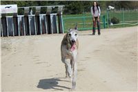 Chti_dostihy_April_Cup_2012_Czech_Greyhound_Racing_Federation_IMG_4795.jpg