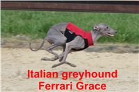 Ferrari_Grace_Czech_Greyhound_Racing_Federation_IMG_4753.jpg