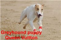 Queen_Vuitton_Czech_Greyhound_Racing_Federation_DSC08043.jpg