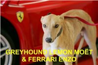 lemon_moet_ferrari_enzo_czech_greyhound_racing_federation_NQ1M7778-R.jpg
