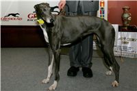 Viola_Czech_Greyhound_Racing_Federation_NQ1M1317.JPG