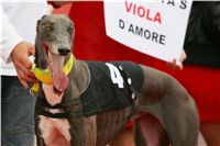 Viola_Czech_Greyhound_Racing_Federation_NQ1M7690.JPG