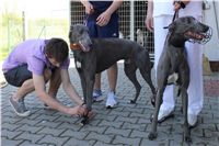 Big_Daddy_Cool_na_scenu_Ceska_greyhound_dostihova_federace_IMG_5171.JPG