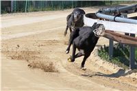 Big_Daddy_Cool_na_scenu_Ceska_greyhound_dostihova_federace_IMG_5435.JPG